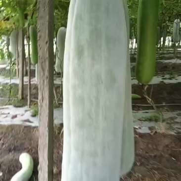 白皮冬瓜