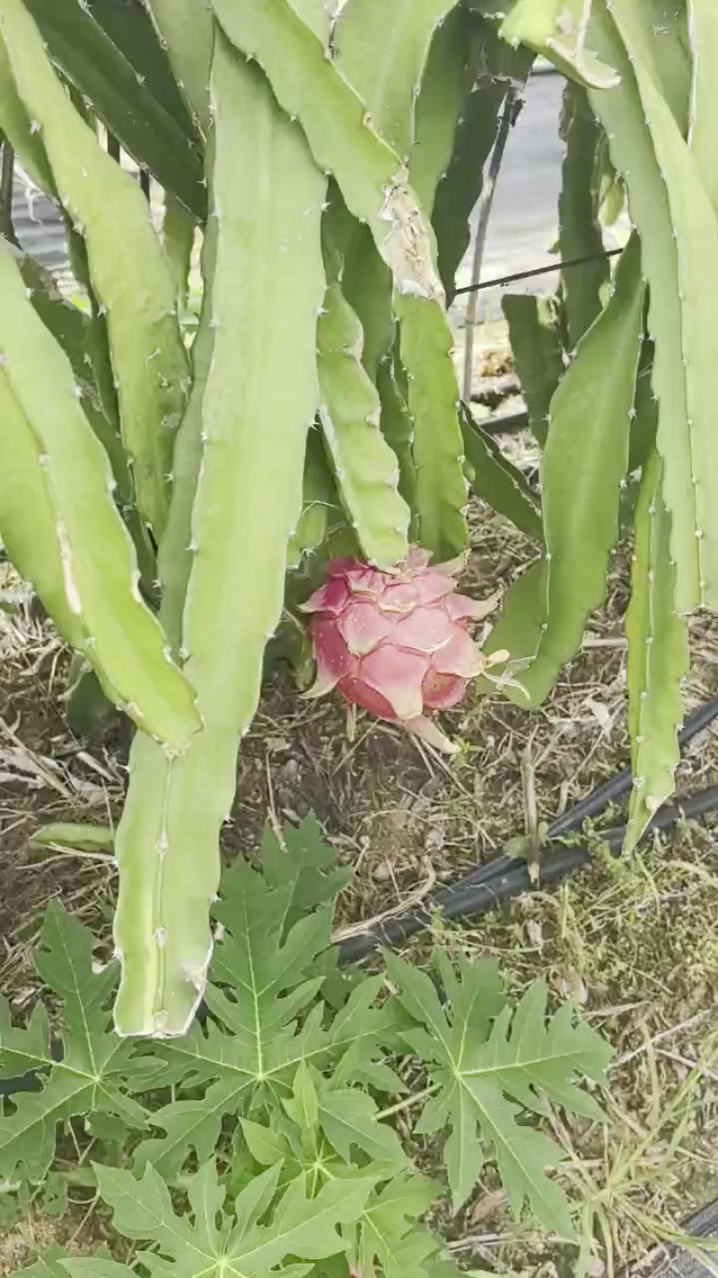 海南火龙果