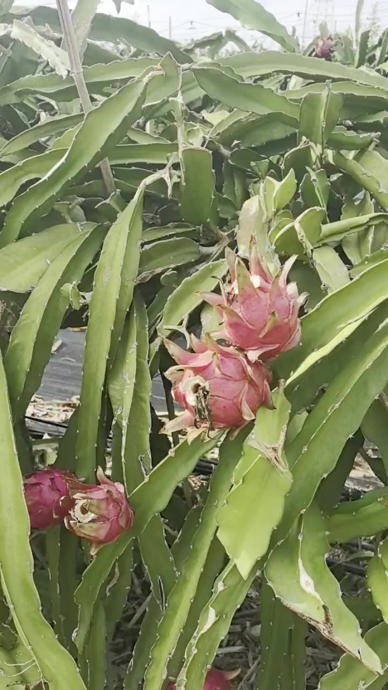海南火龙果
