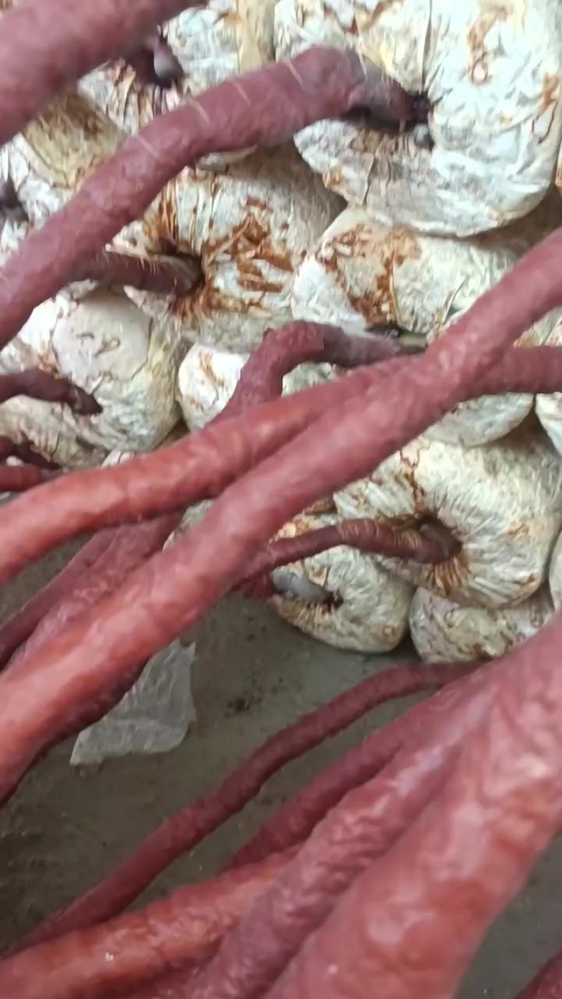 鹿角灵芝