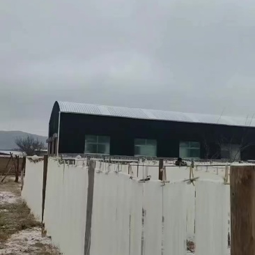 纯土豆粉条出售中
