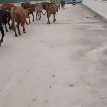活牛黄牛通货大小牛山林散养