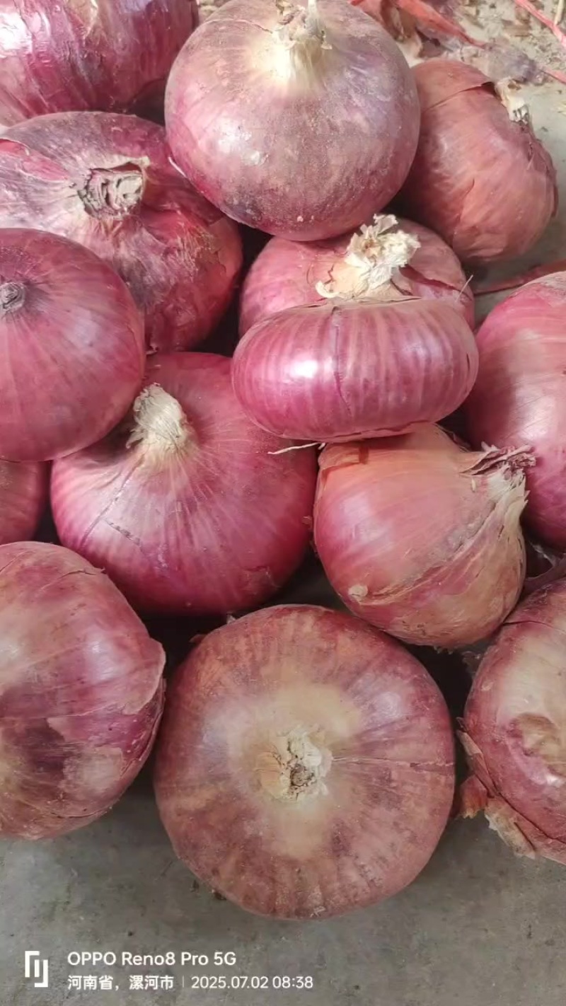 河南漯河紫皮洋葱