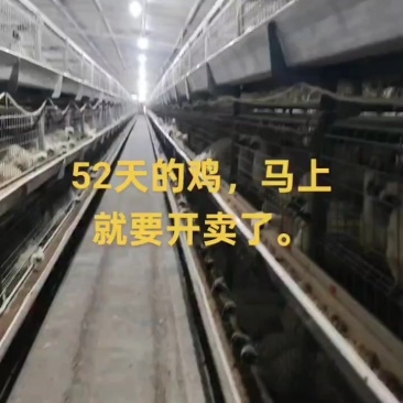 乌鸡