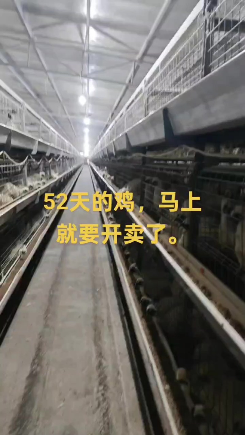乌鸡