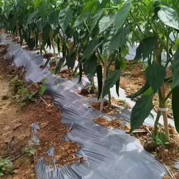 鲜辣椒