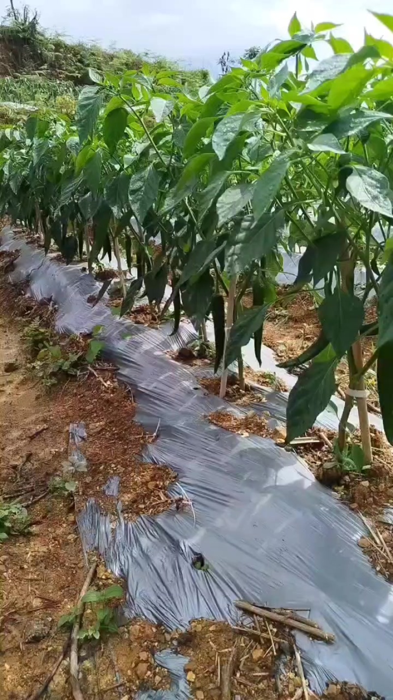 鲜辣椒