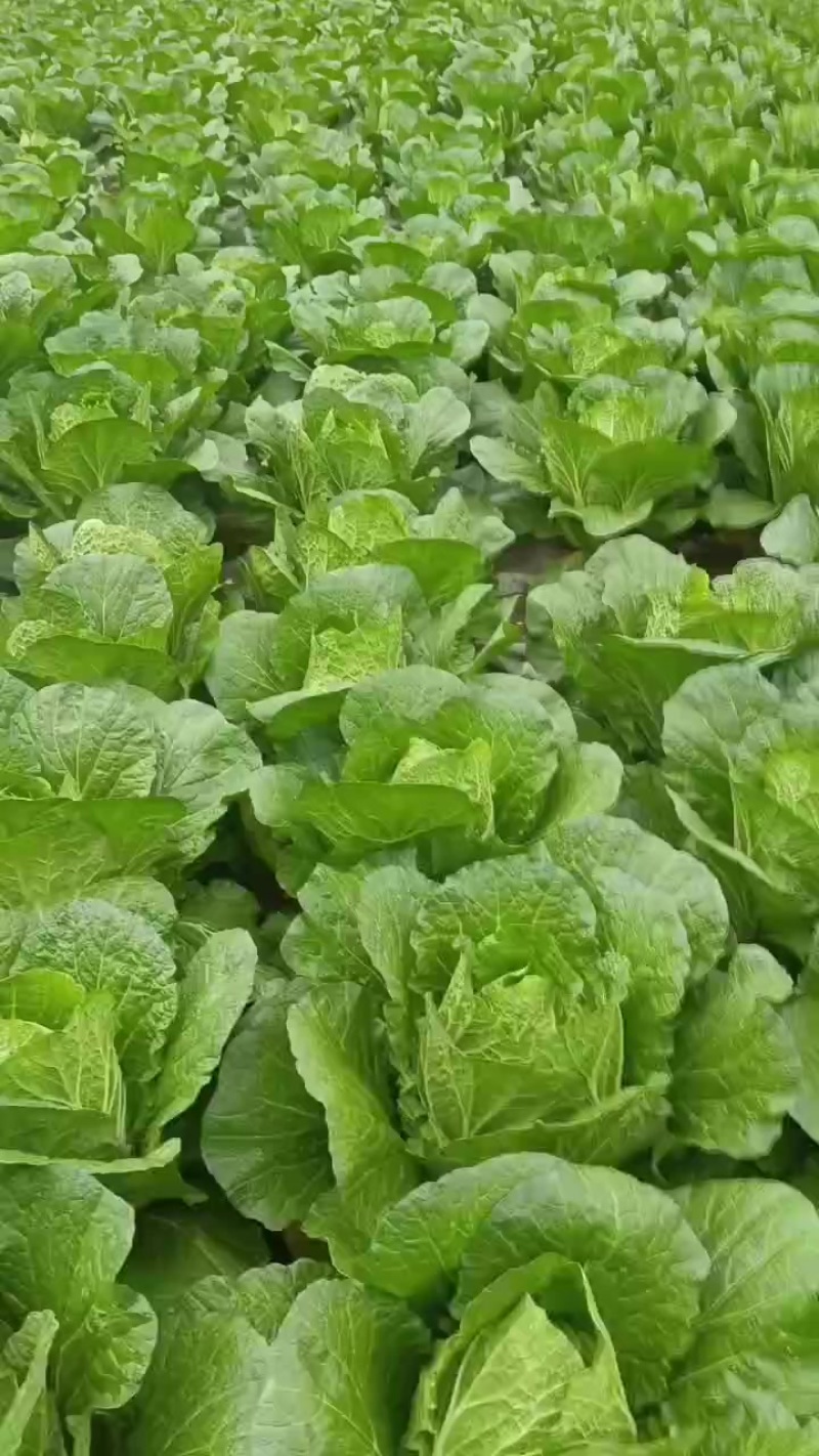 冶勒黄心大白菜
