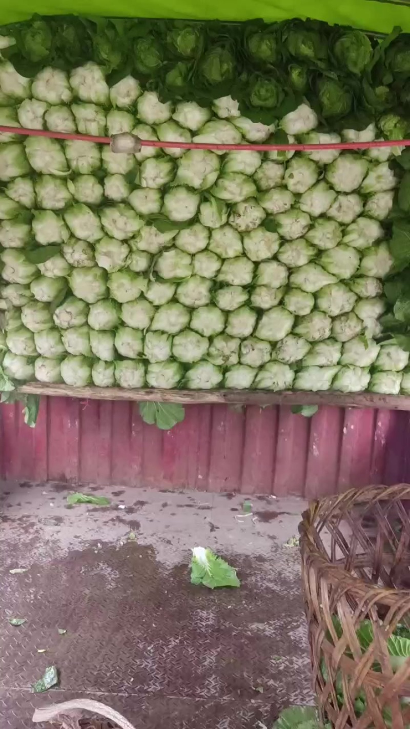 冶勒黄心大白菜