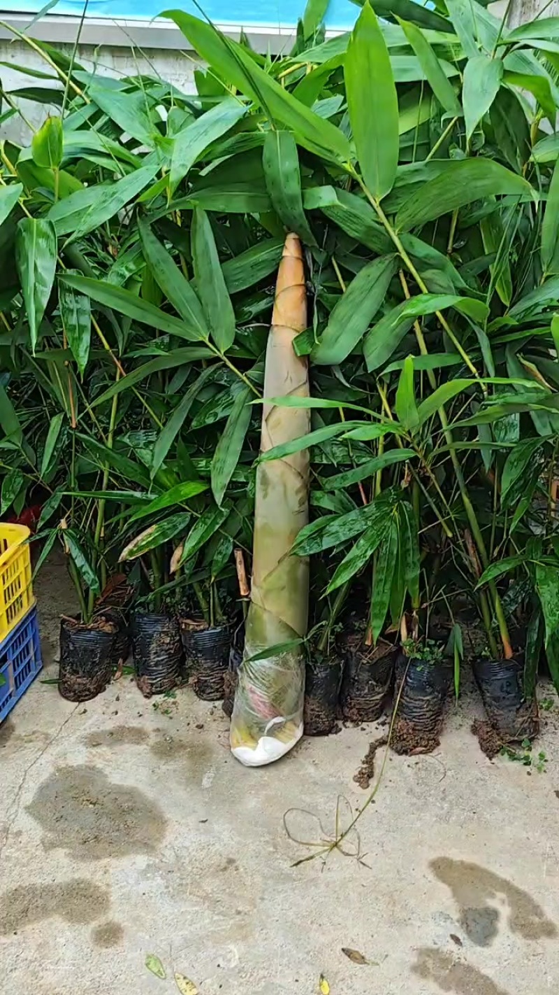 柳州麻竹