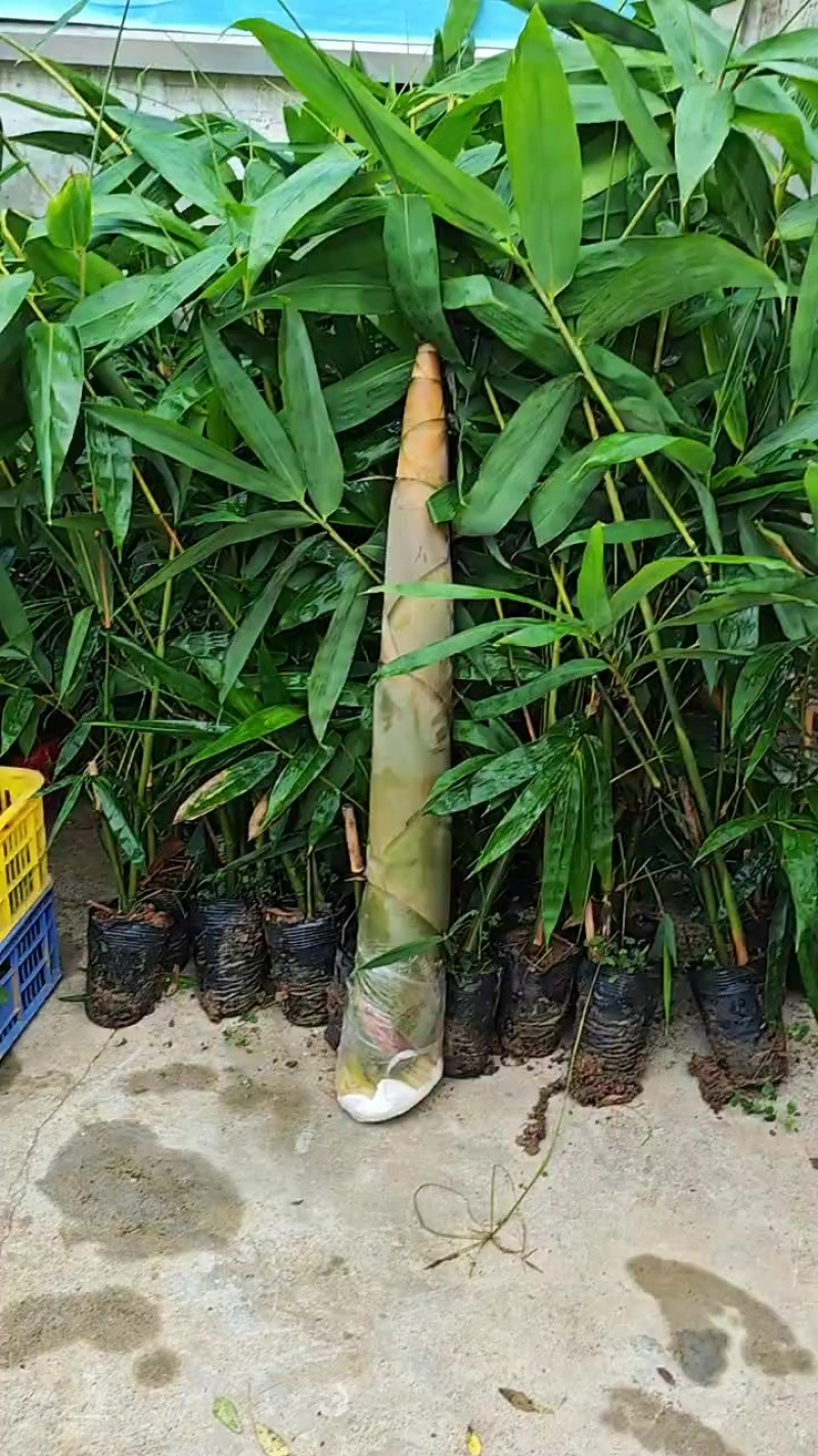 柳州麻竹