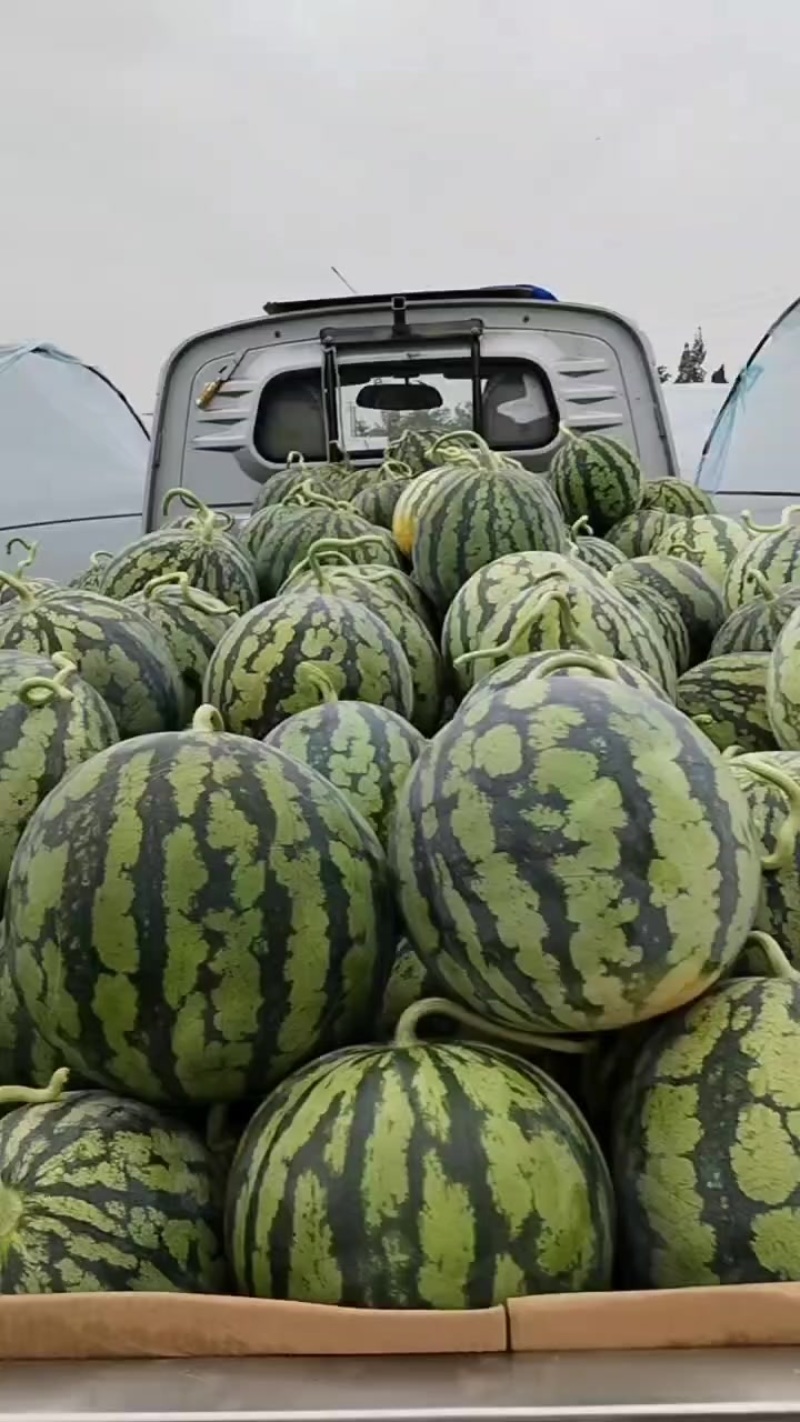 每天都有货，精品瓜，美都脆甜多汁，