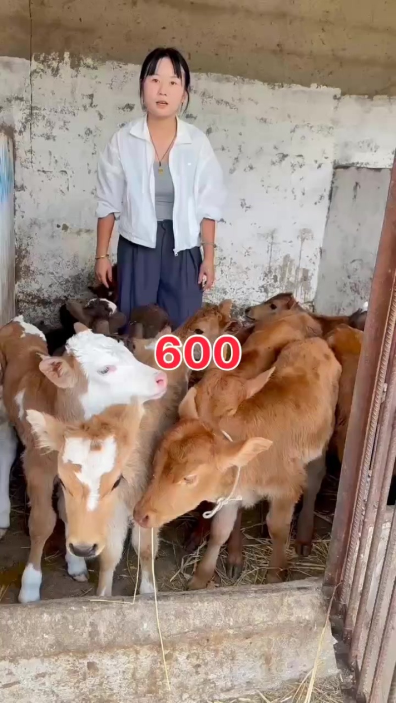 小牛