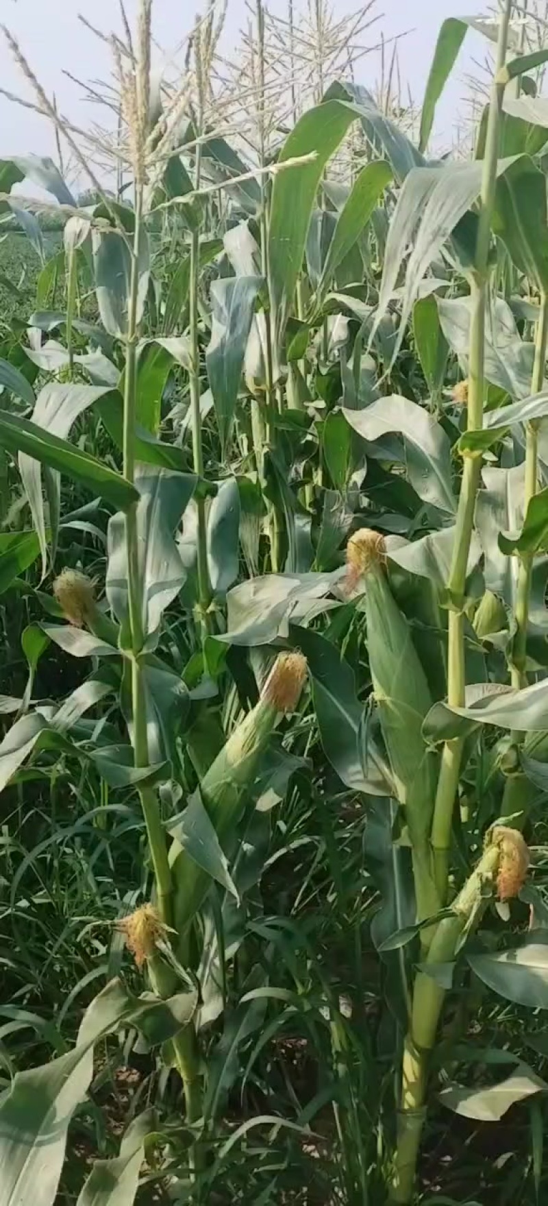 水果甜玉米