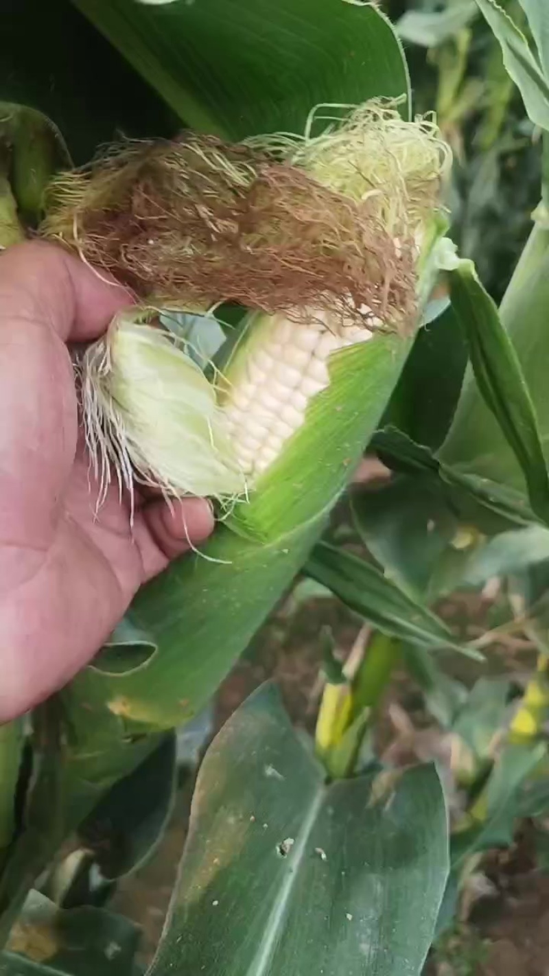 河北廊坊鲜玉米
