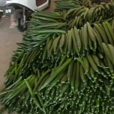黄瓜
