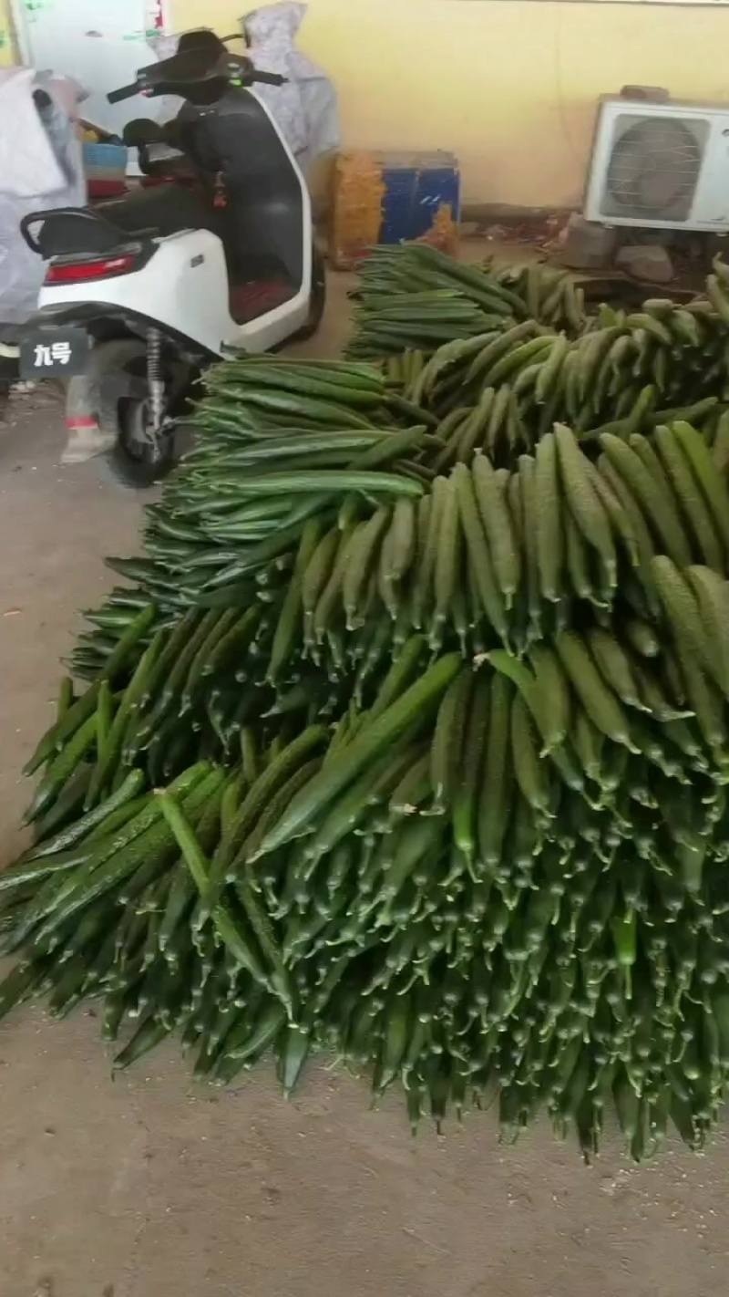 黄瓜