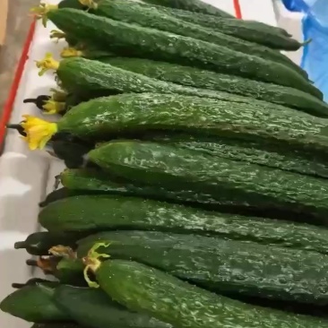 密刺黄瓜