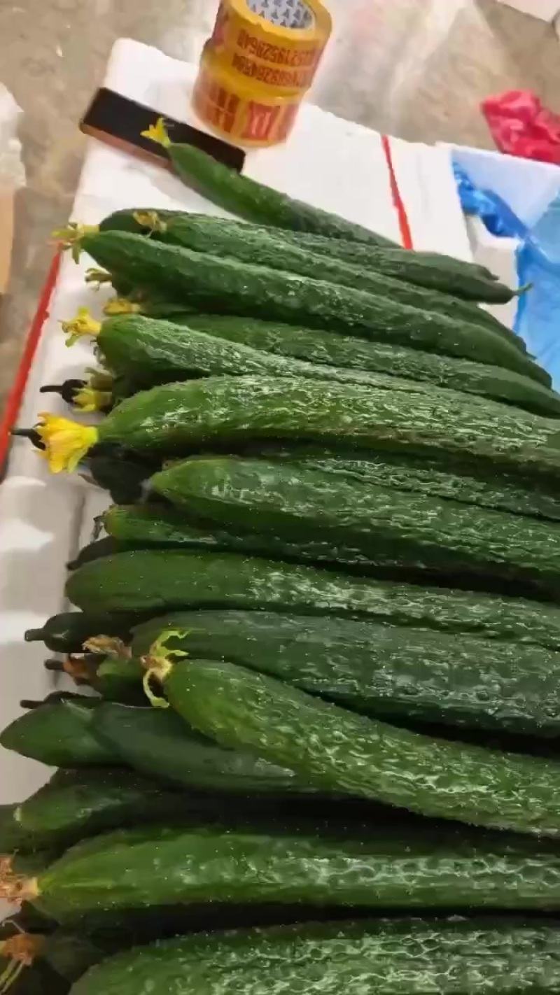 密刺黄瓜