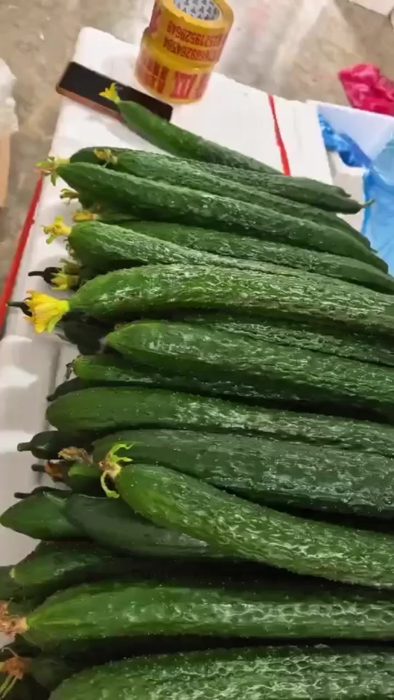 密刺黄瓜