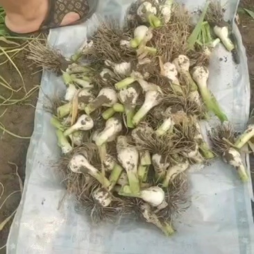 东北青蒜头大量上市中，一手货源质量保证，视频看货对接全国