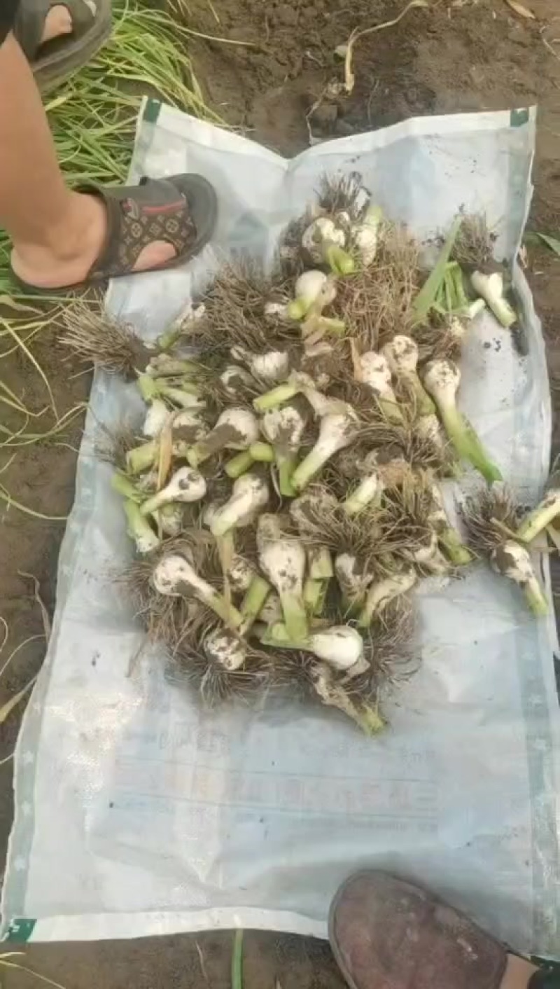 东北青蒜头大量上市中，一手货源质量保证，视频看货对接全国