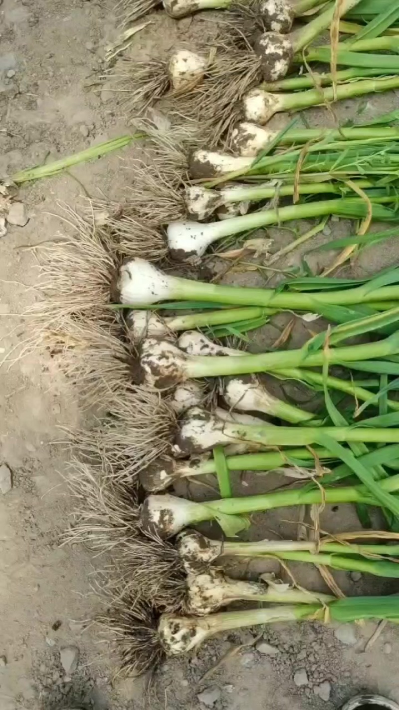 东北青蒜头大量上市中，一手货源质量保证，视频看货对接全国