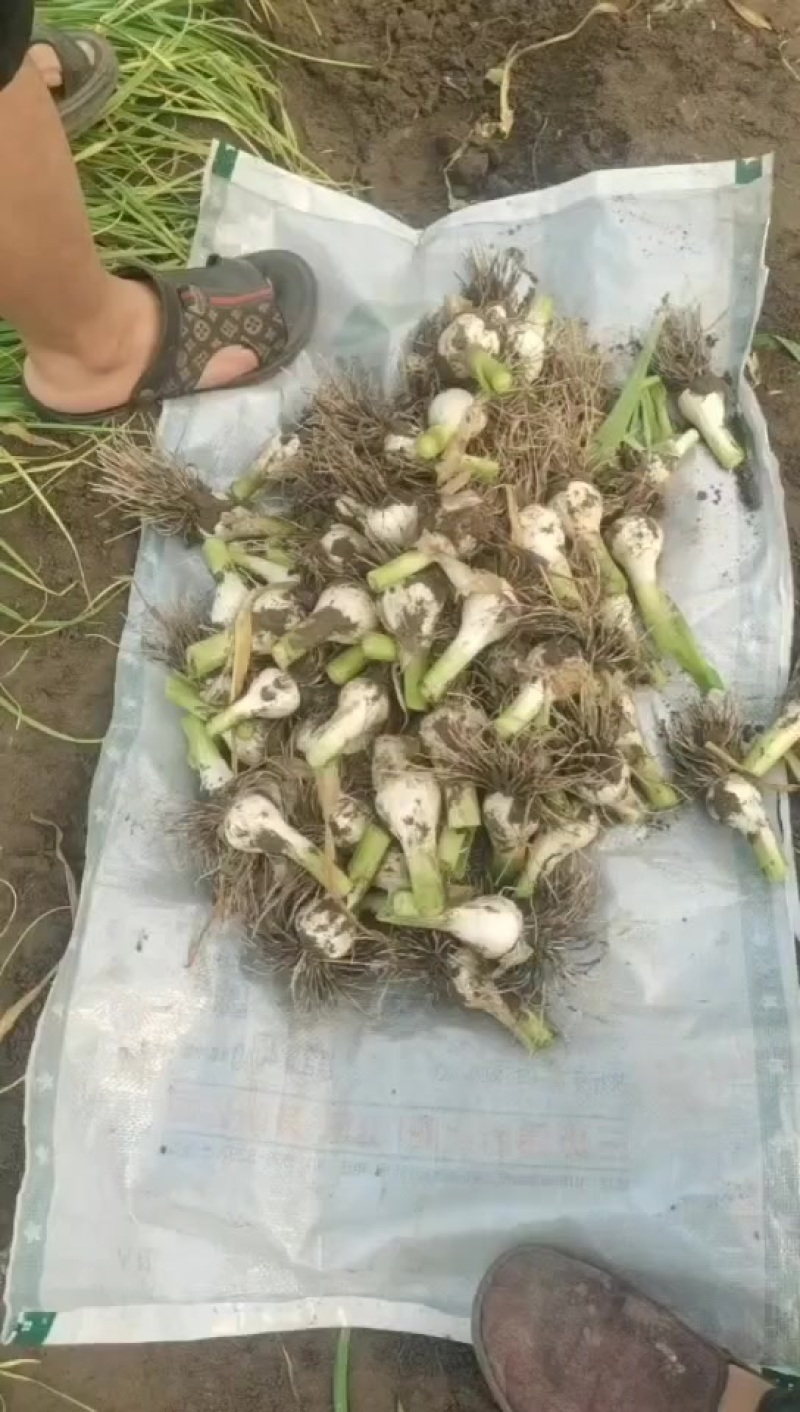 东北青蒜头大量上市中，一手货源质量保证，视频看货对接全国