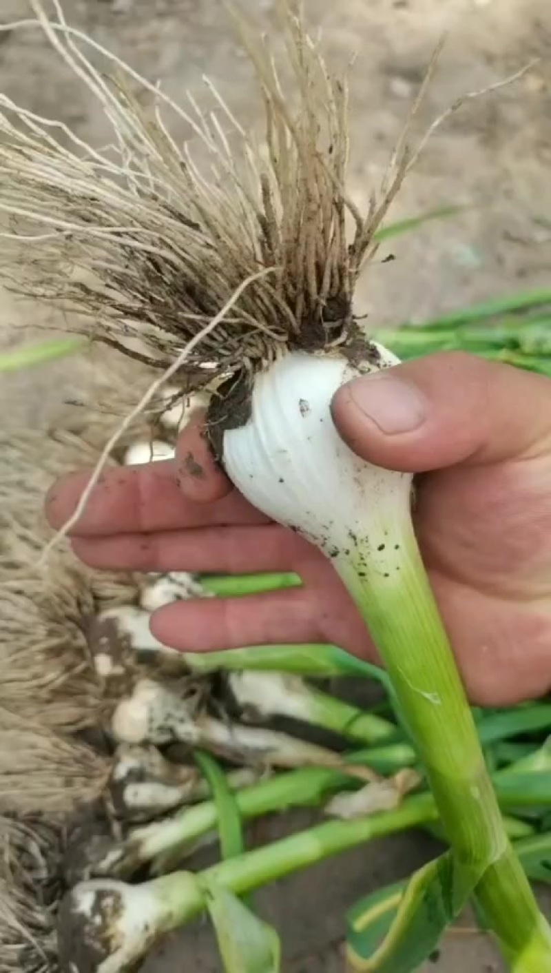 东北青蒜头大量上市中，一手货源质量保证，视频看货对接全国