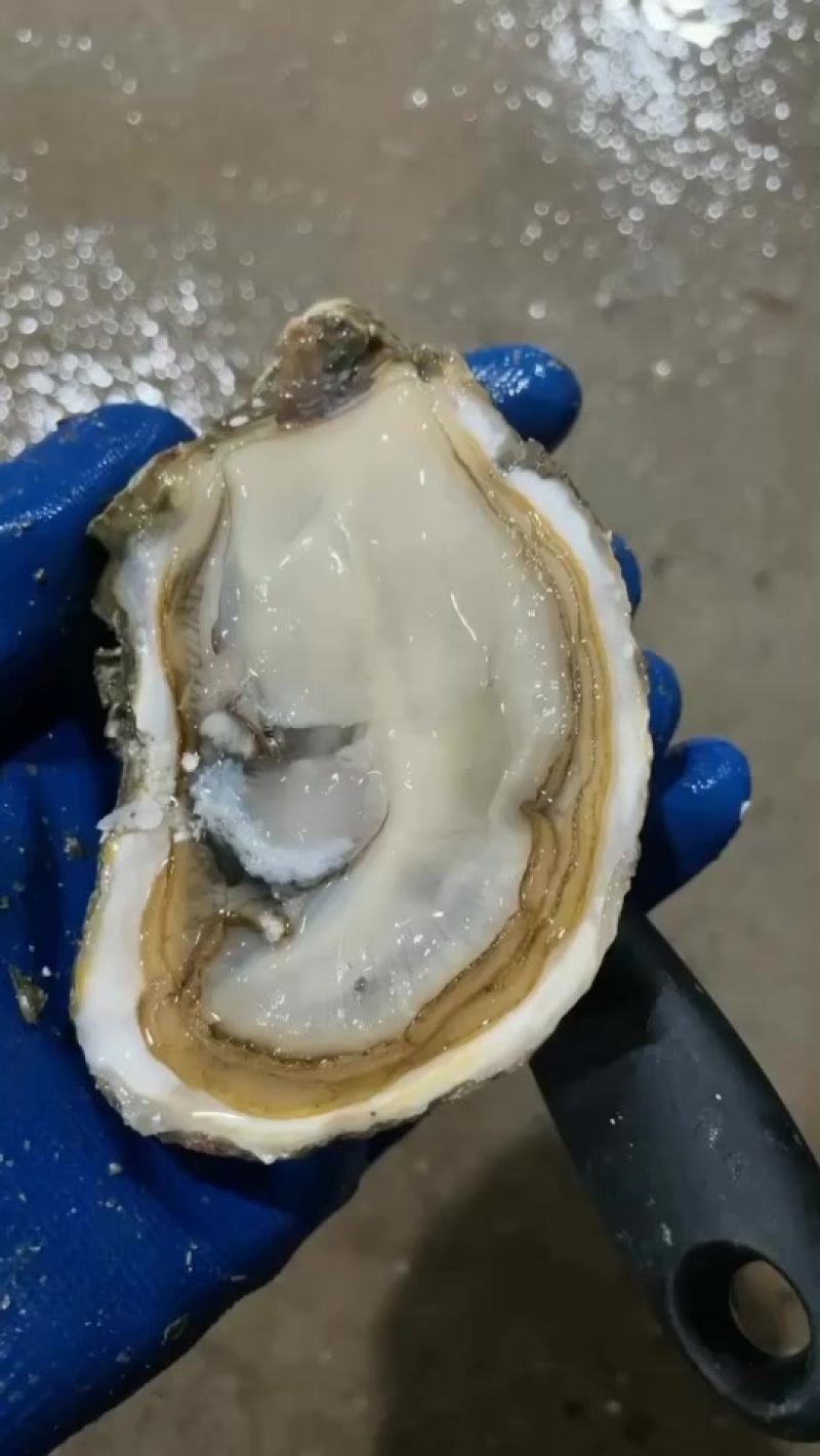 湛江三倍体2+