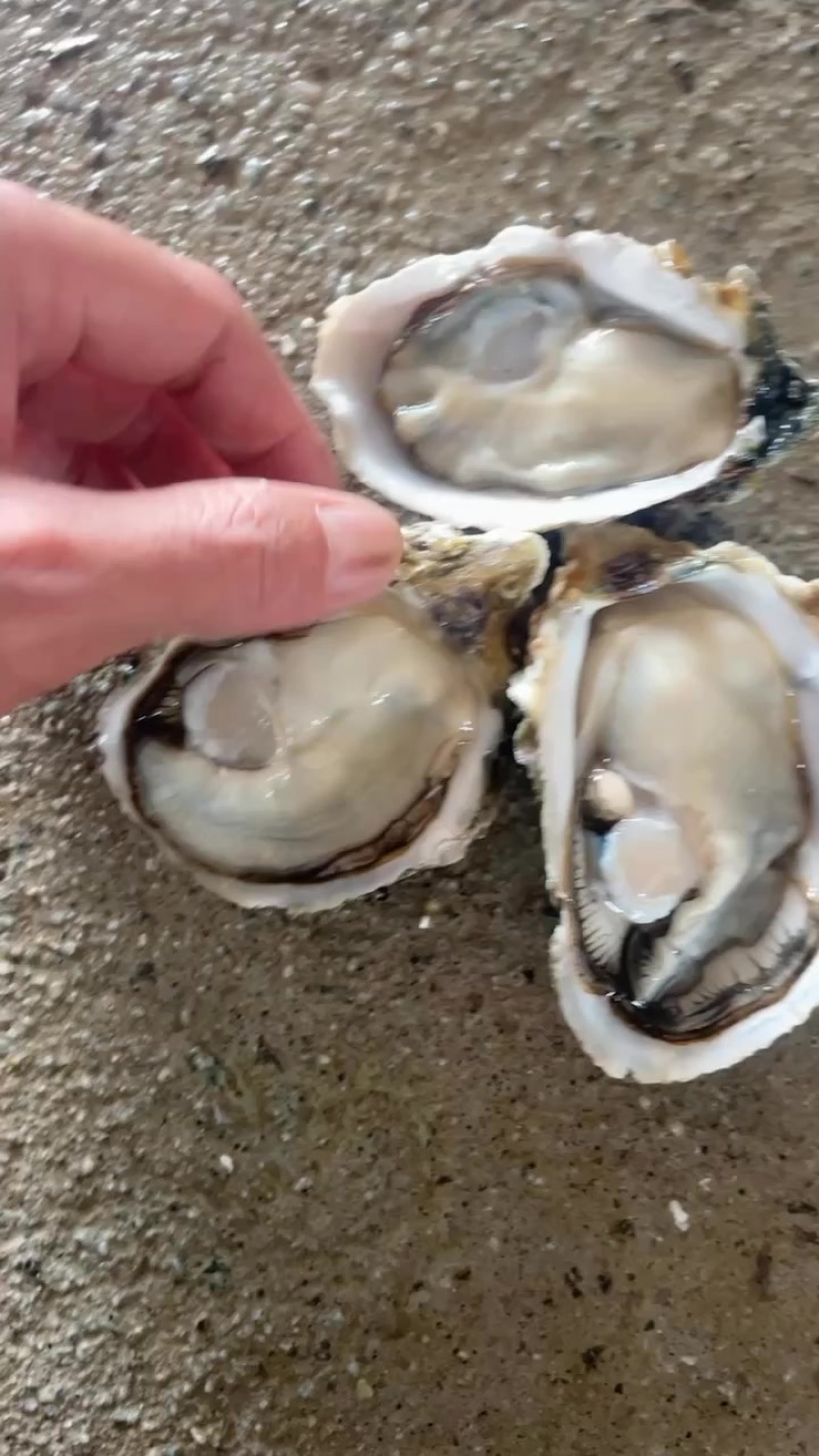 湛江三倍体2+