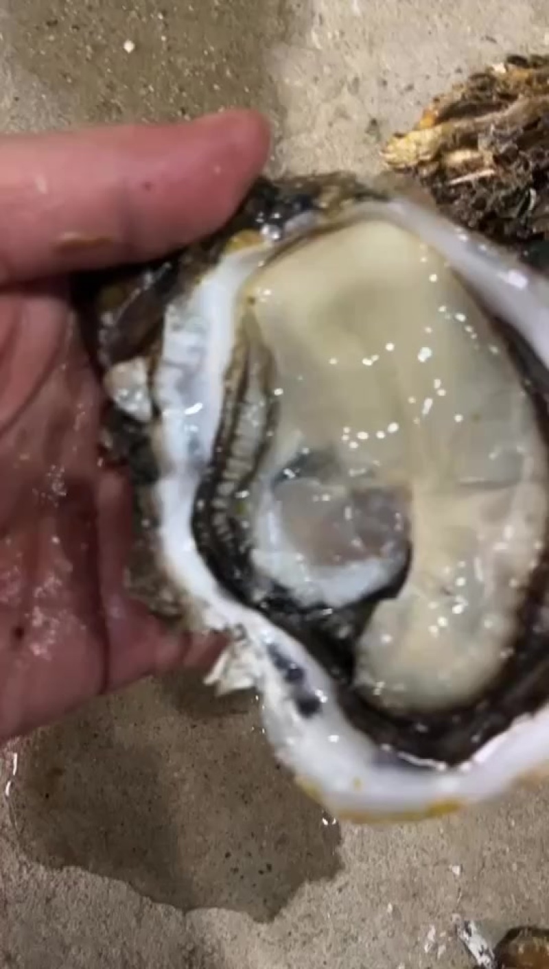 湛江三倍体，2.5+