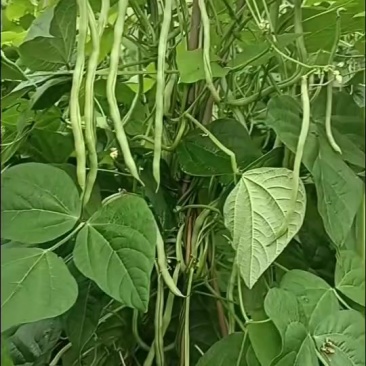 豆角