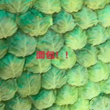 面包菜，大手感甘蓝