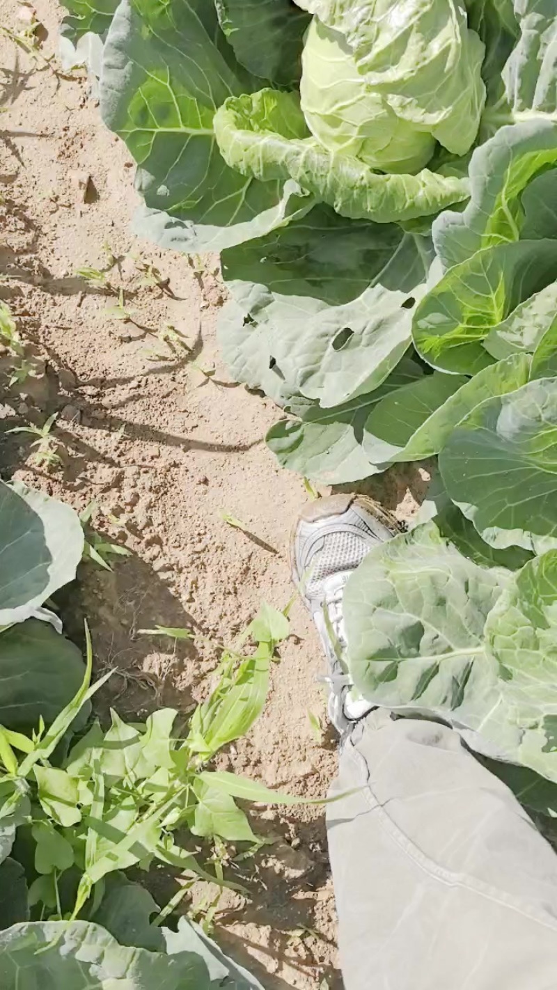 面包菜，大手感甘蓝
