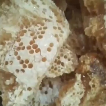 土蜂蜜***