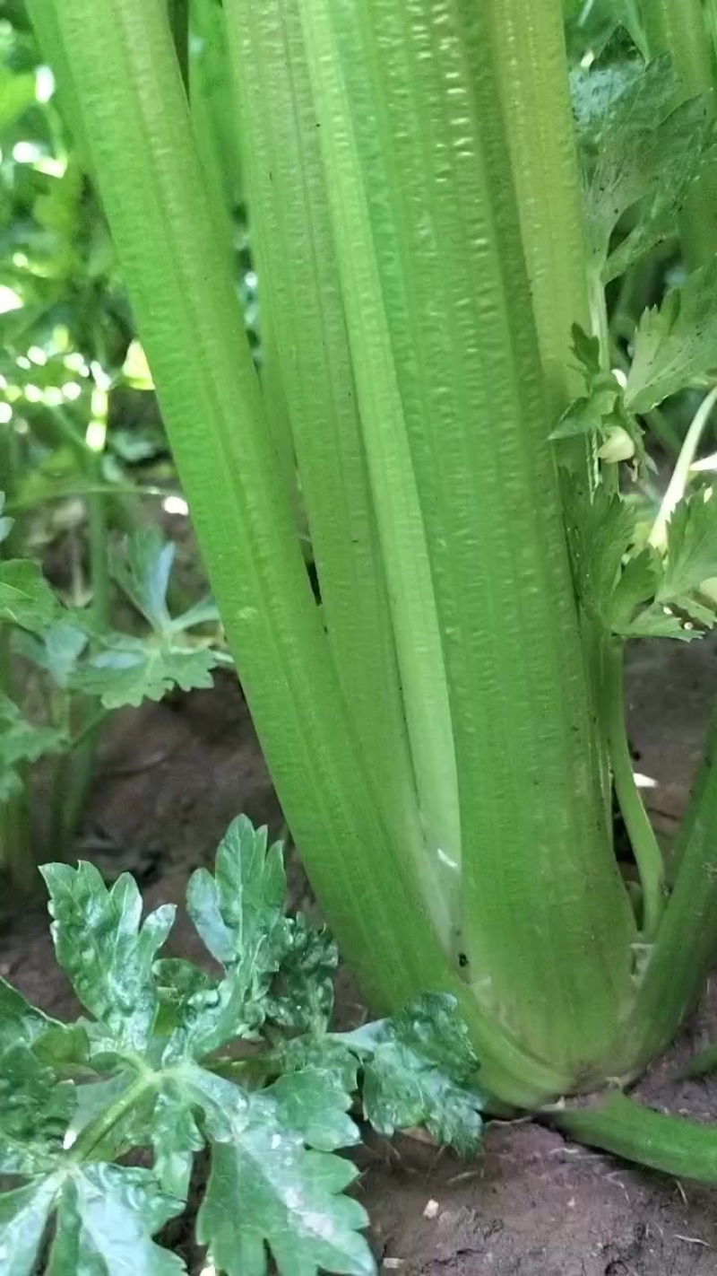 皇后芹菜