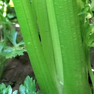 皇后芹菜