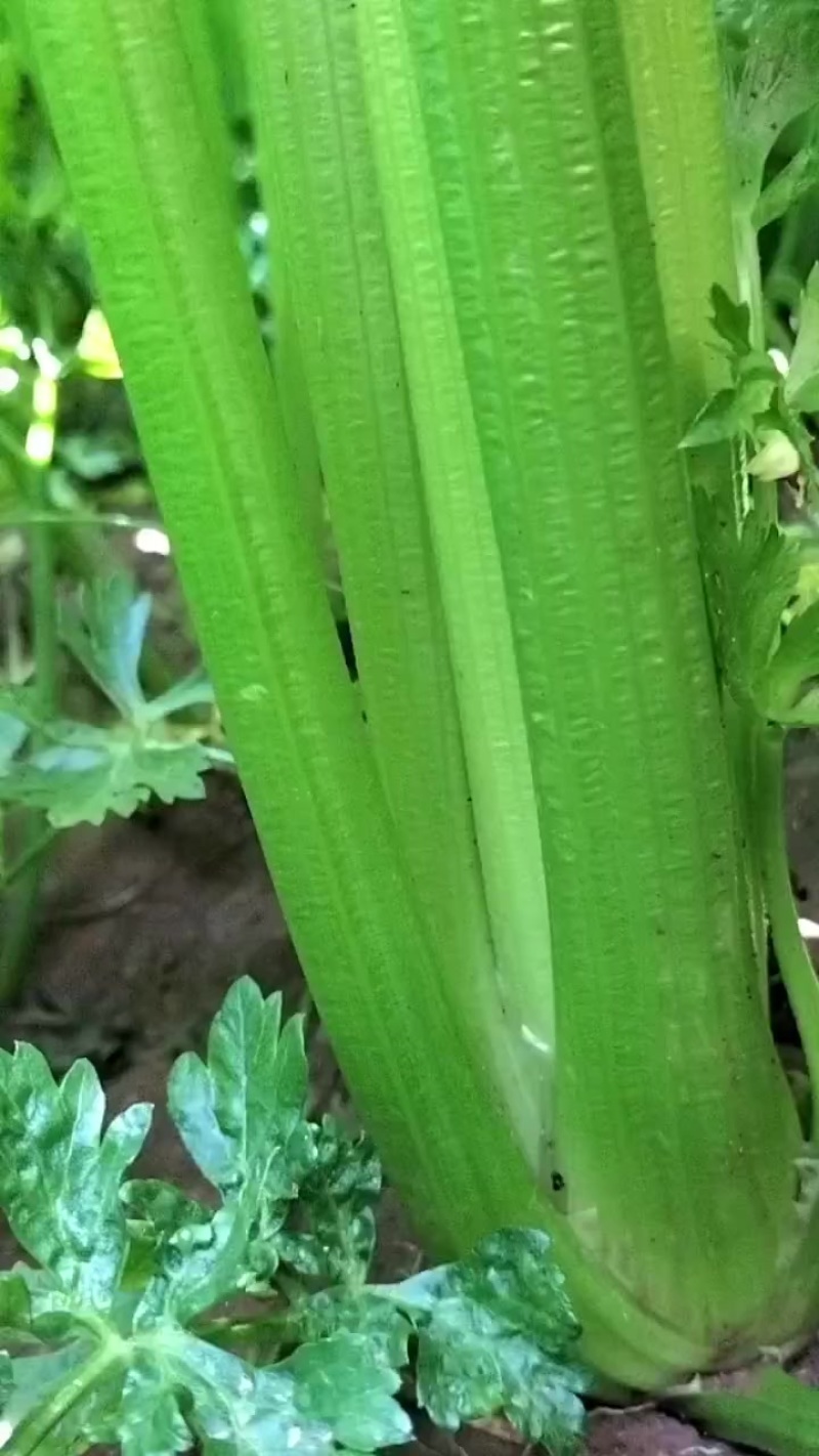 皇后芹菜