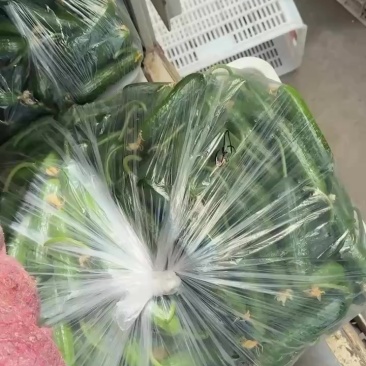 精品小黄瓜物流发全国（各种规格）