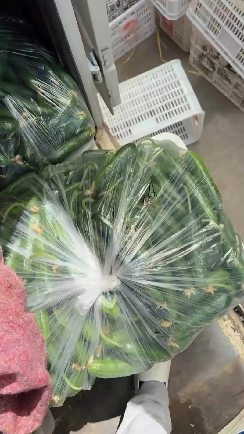 精品小黄瓜物流发全国（各种规格）