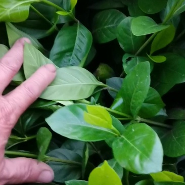 栀子花苗苗子