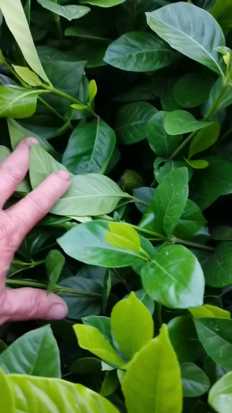 栀子花苗苗子