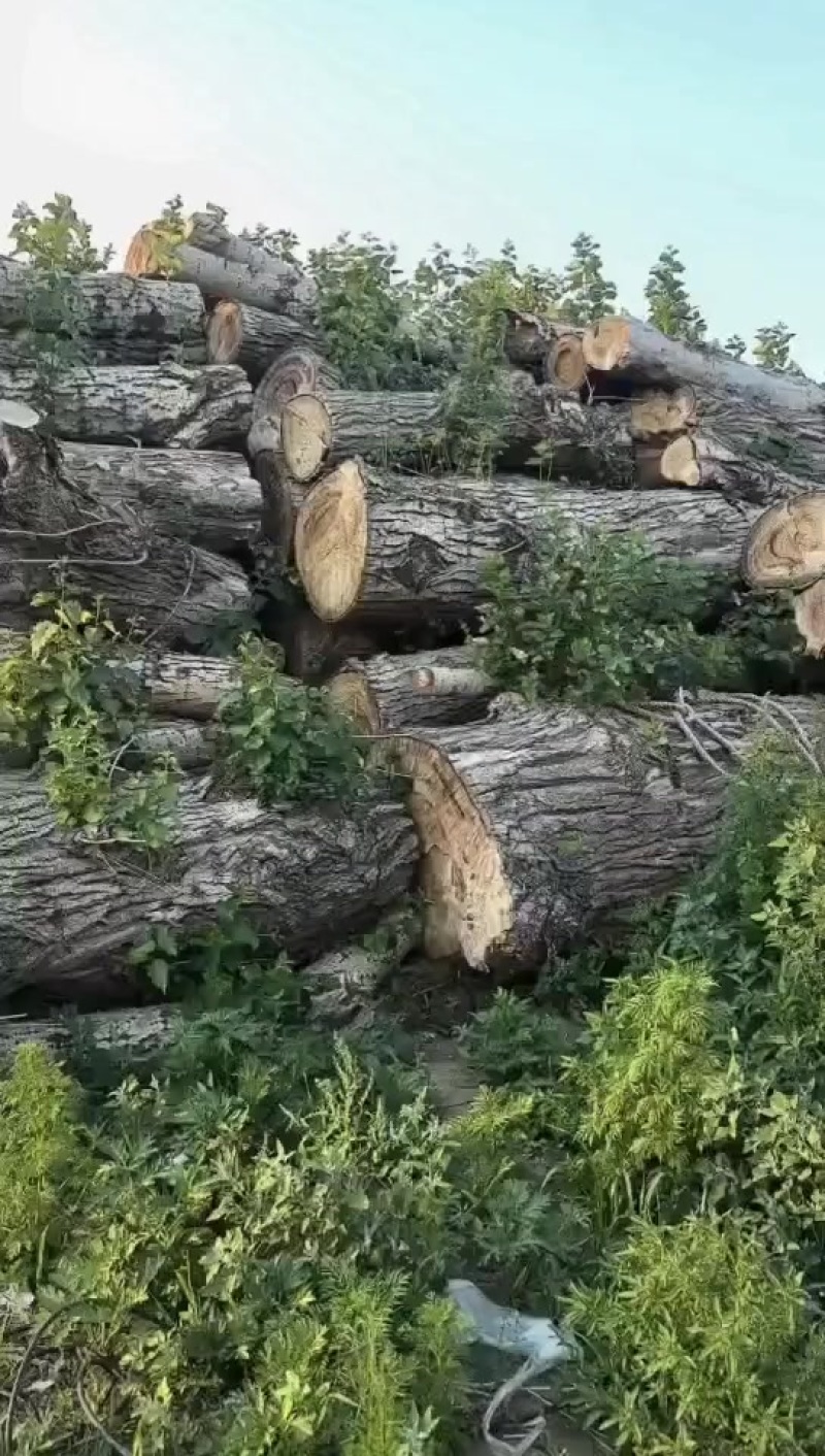 杨木