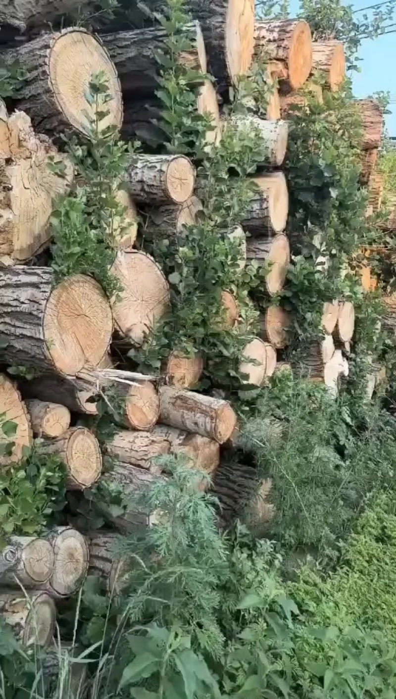 杨木
