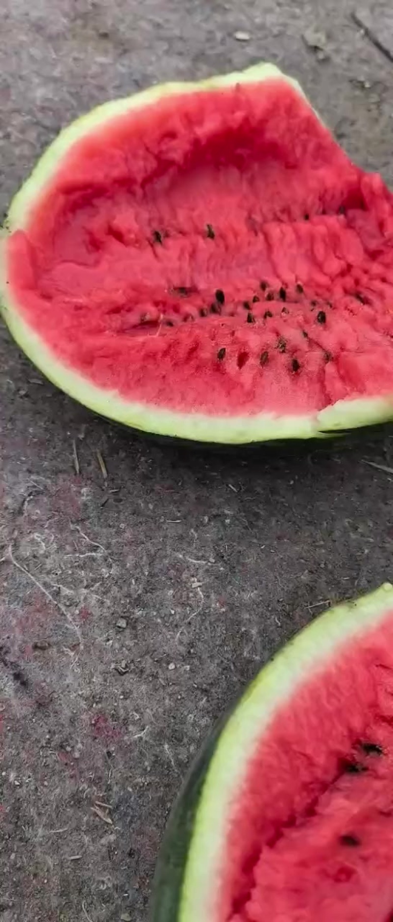 七斤起步
