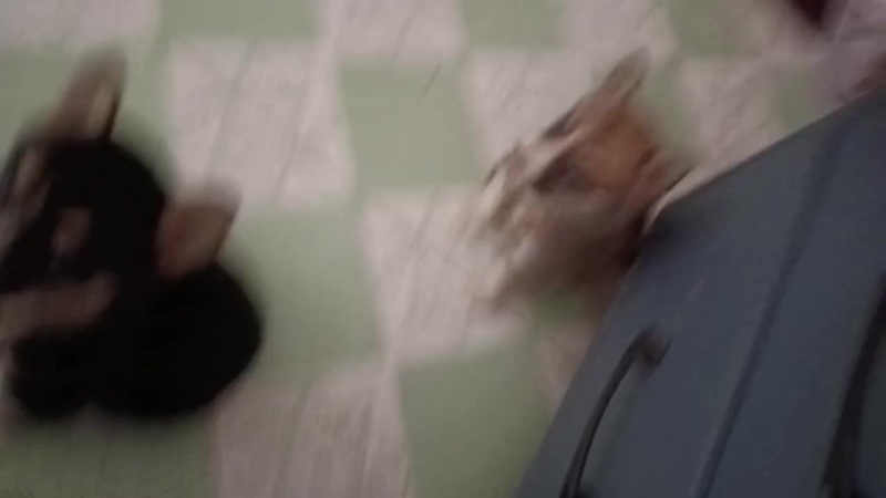 哈士奇