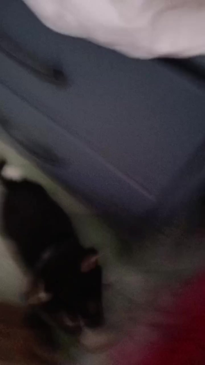 哈士奇