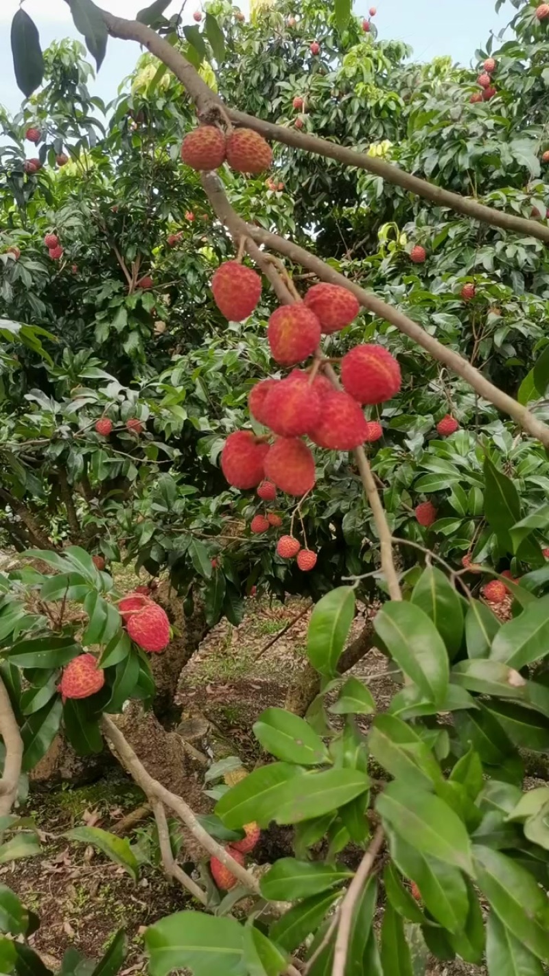 荔枝