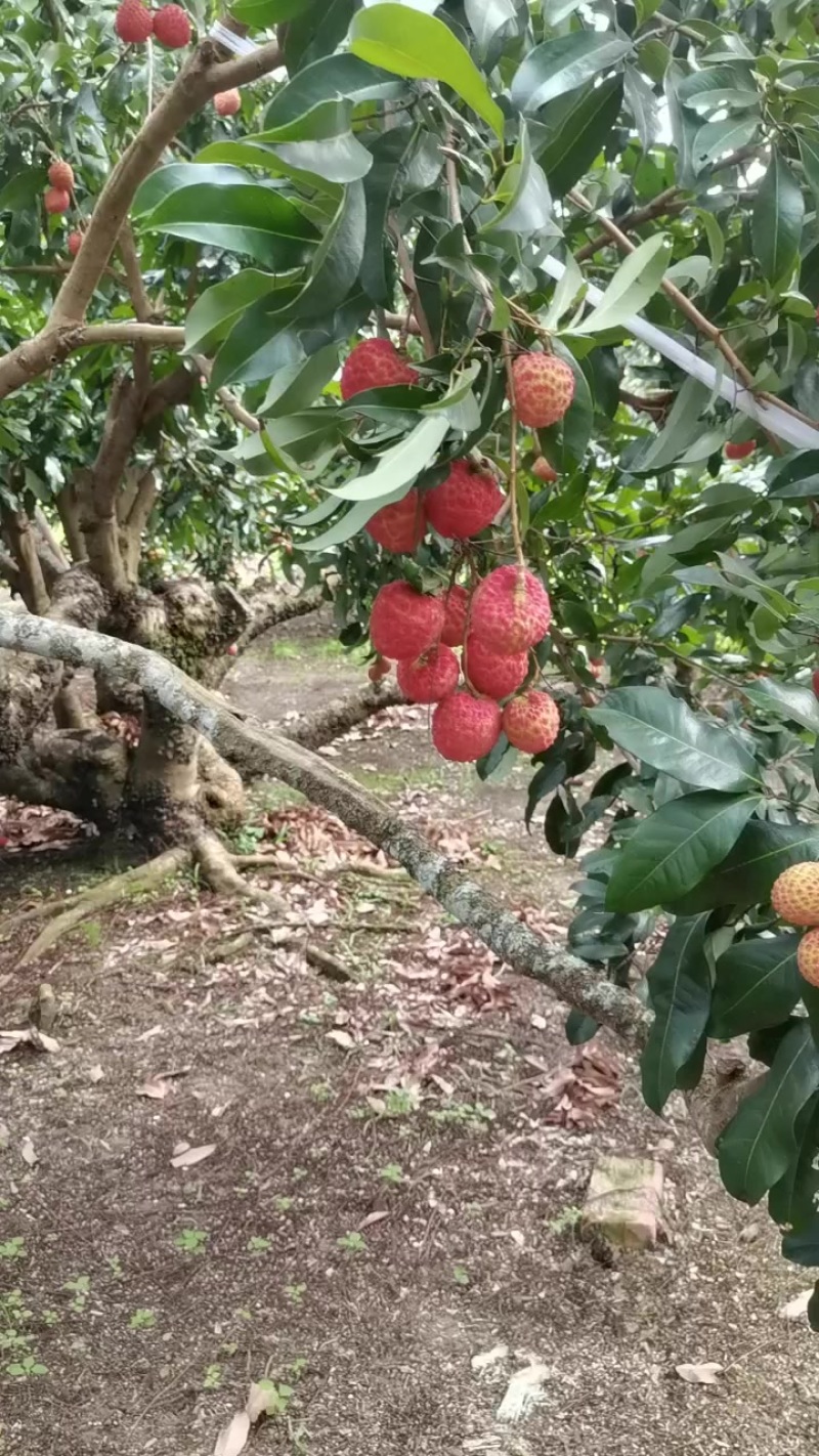 荔枝